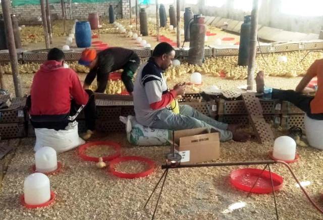 حملة بيطرية لتطعيم الطيور ضد الأنفلونزا بالشرقية 02