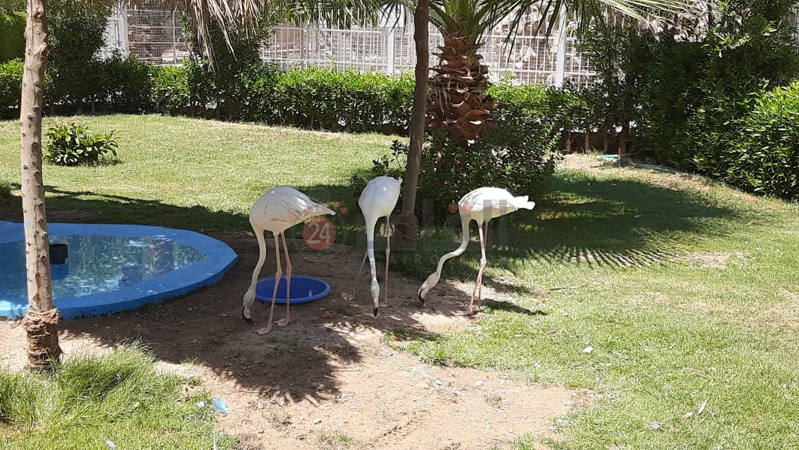 أكواريوم بالغردقة