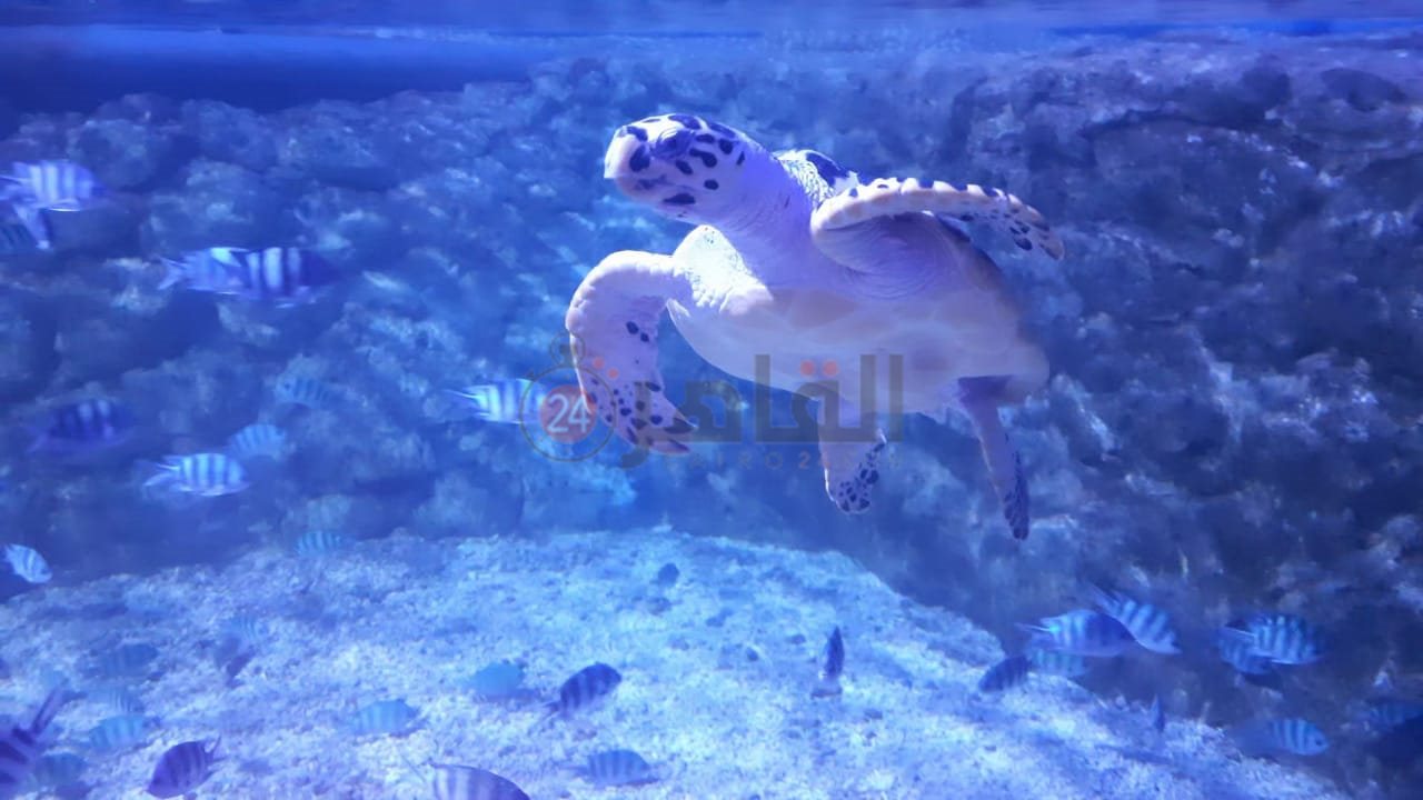 أكواريوم بالغردقة