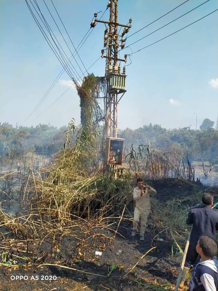 حريق جنينة أشجار بالمنوفية 