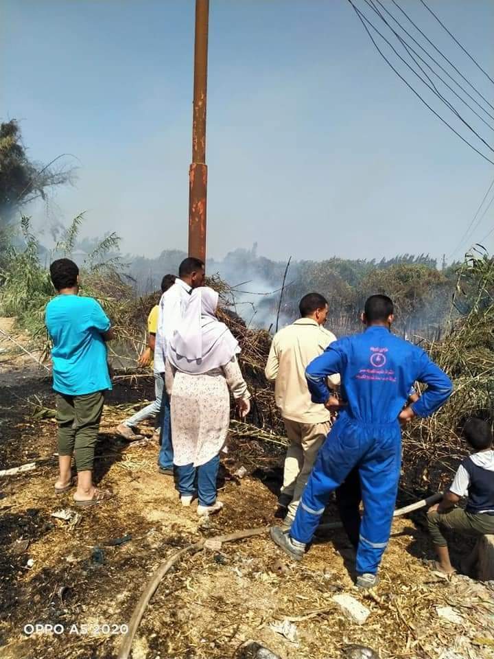 حريق جنينة أشجار بالمنوفية 