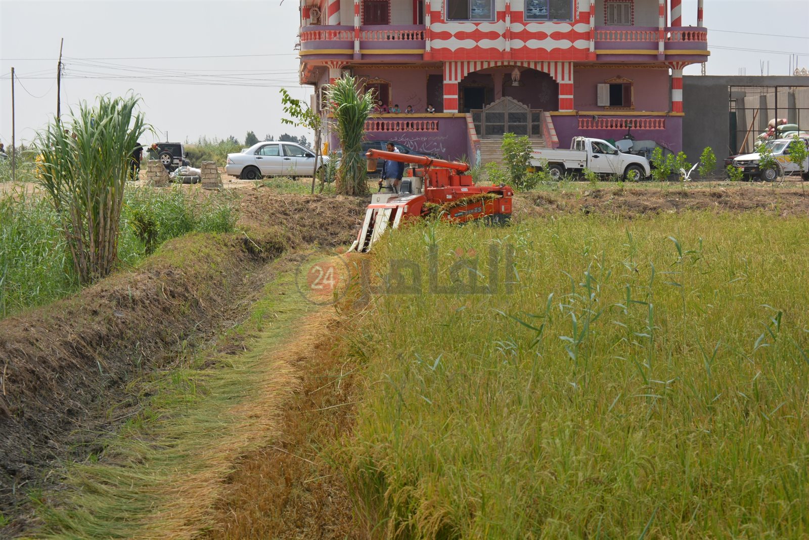 زراعة القمح ببورسعيد
