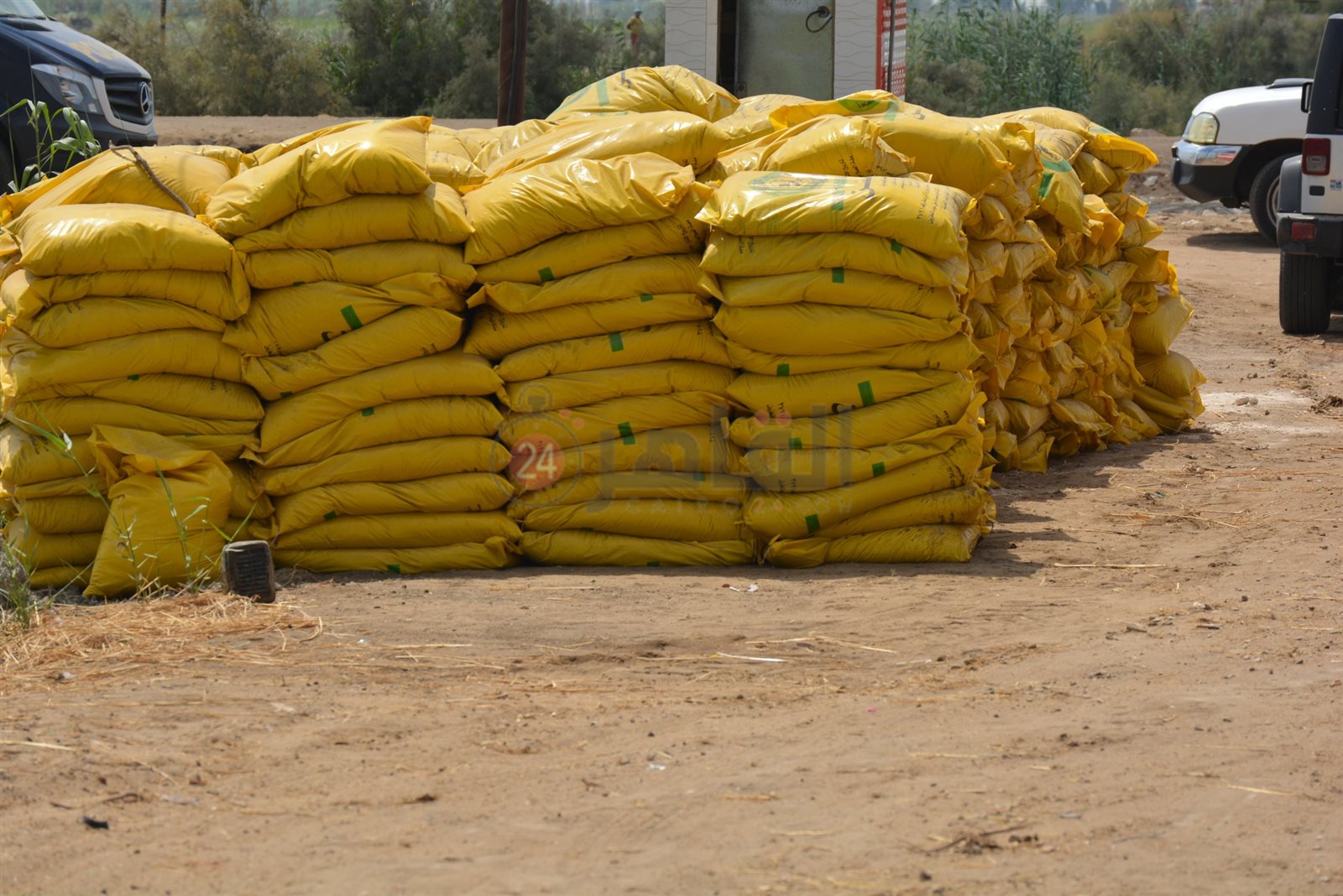 حصاد القمح بسهل الطينة 