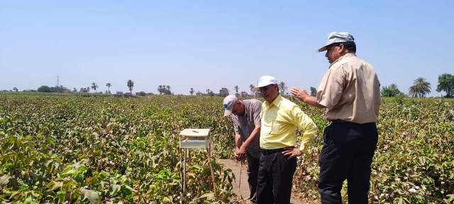 انطلاق موسم جني القطن