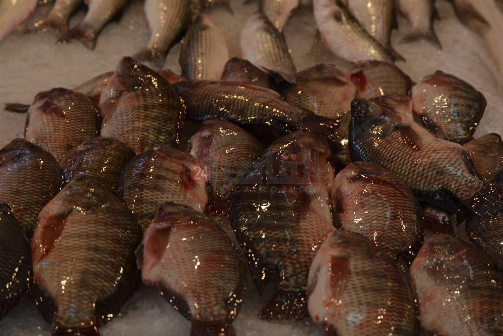 السمك البلطي