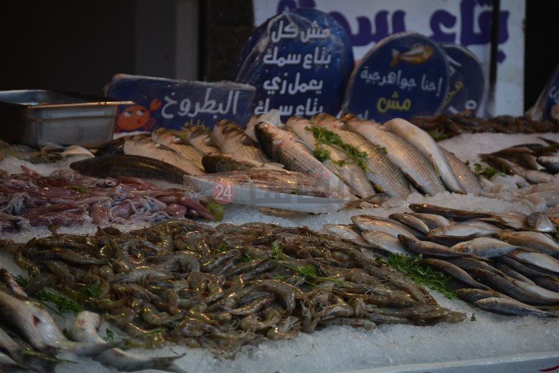 تنوع الأسماك بسوق بورسعيد 