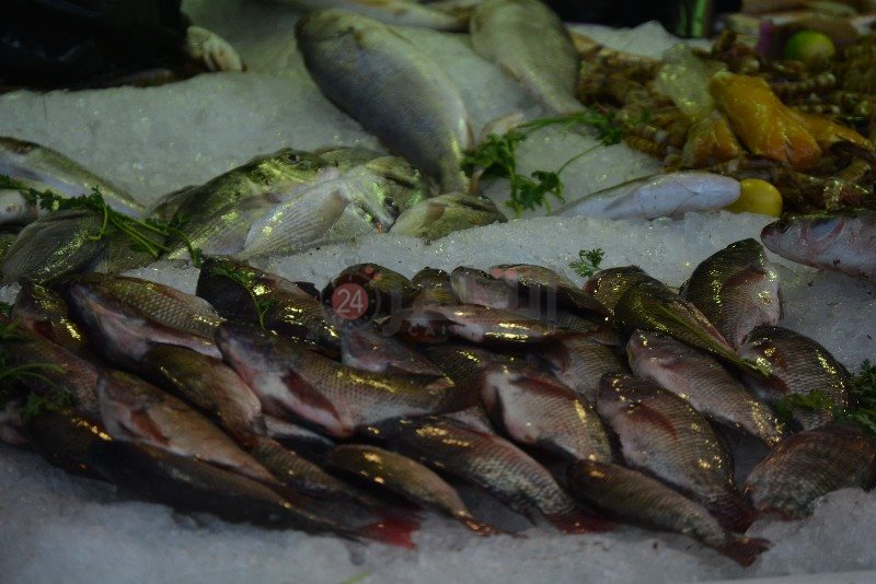 السمك البلطى بـ 20 جنية