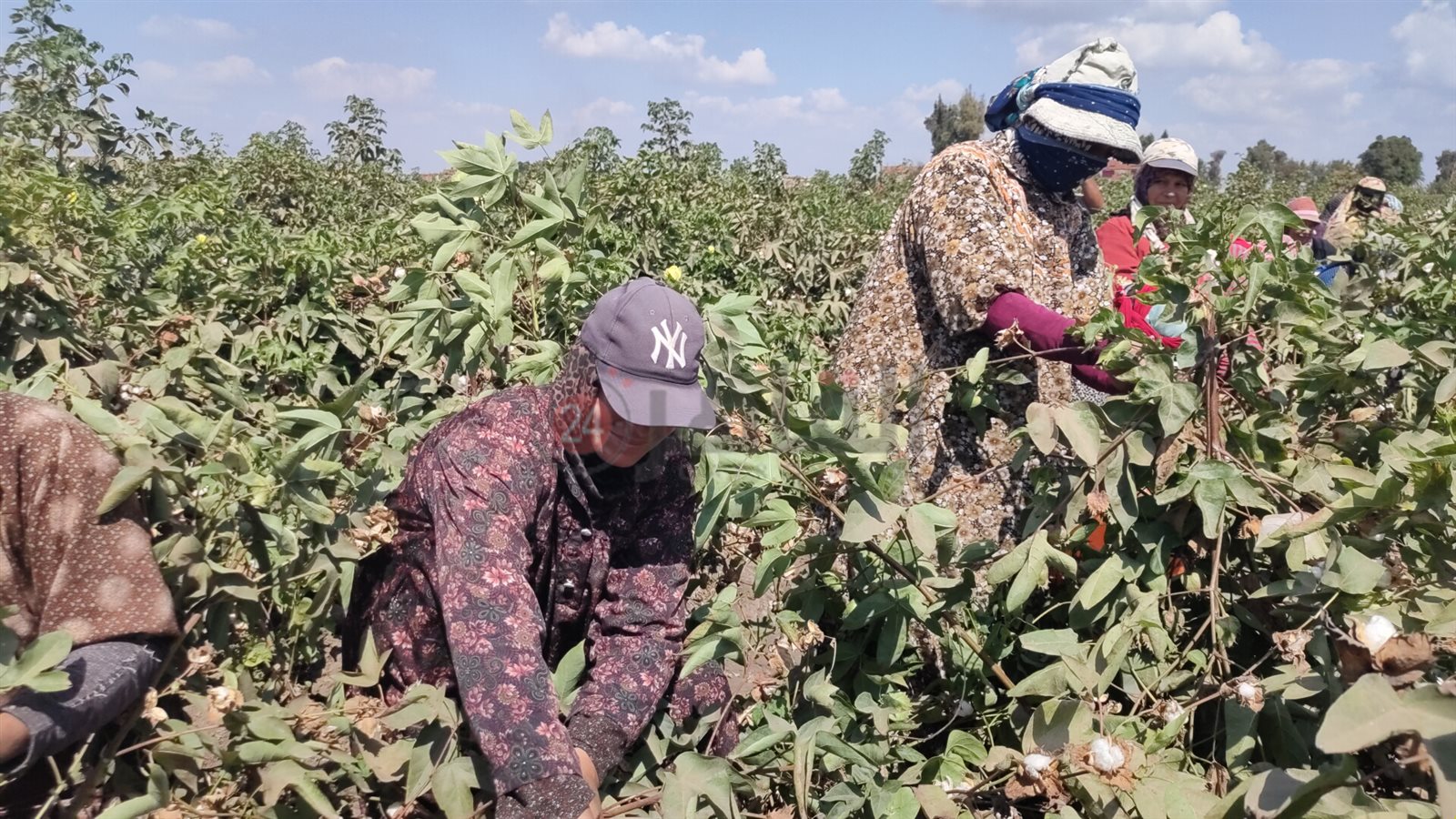 موسم جني القطن بالشرقية 01