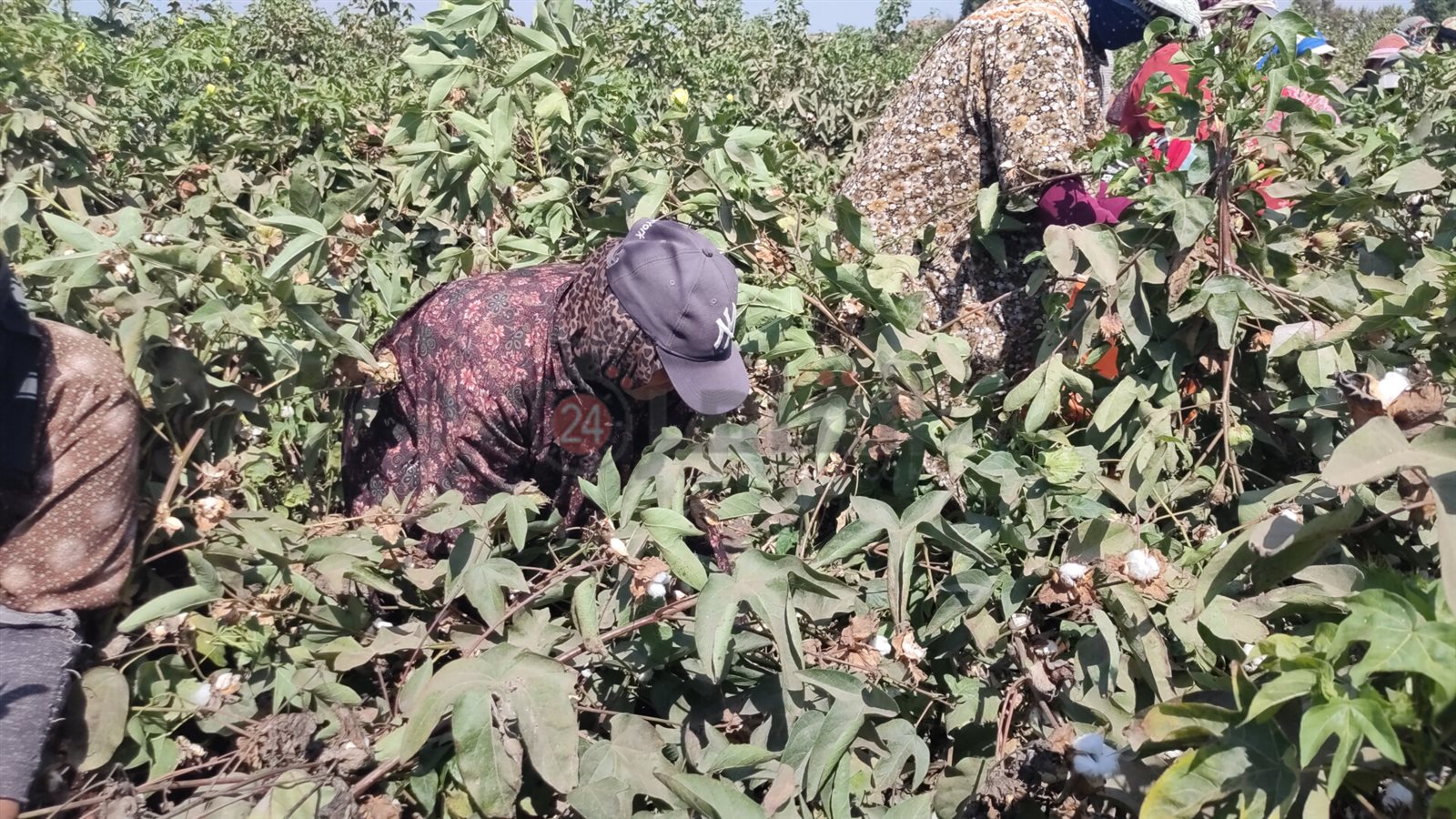 موسم جني القطن بالشرقية 02