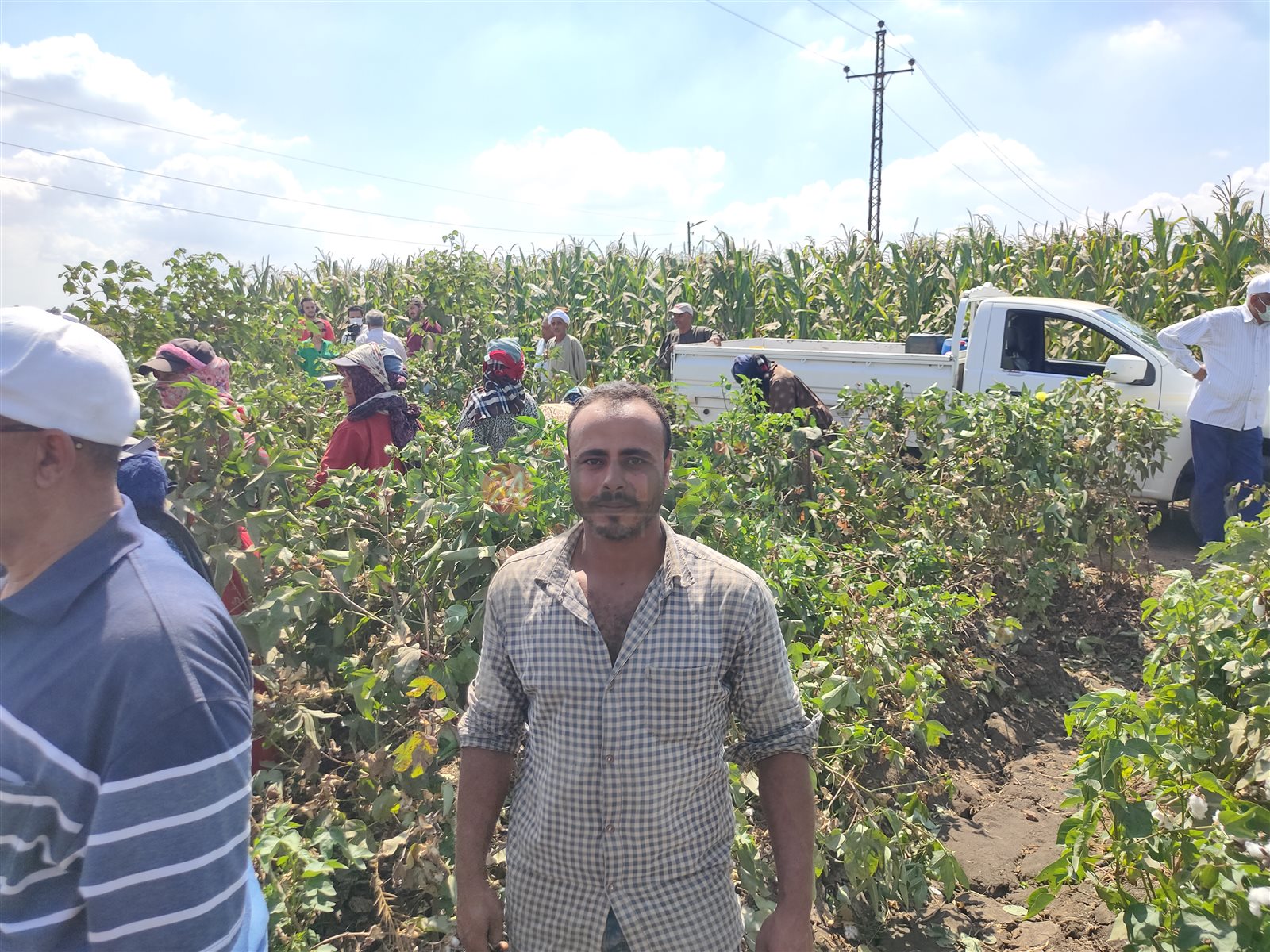 موسم جني القطن بالشرقية 04