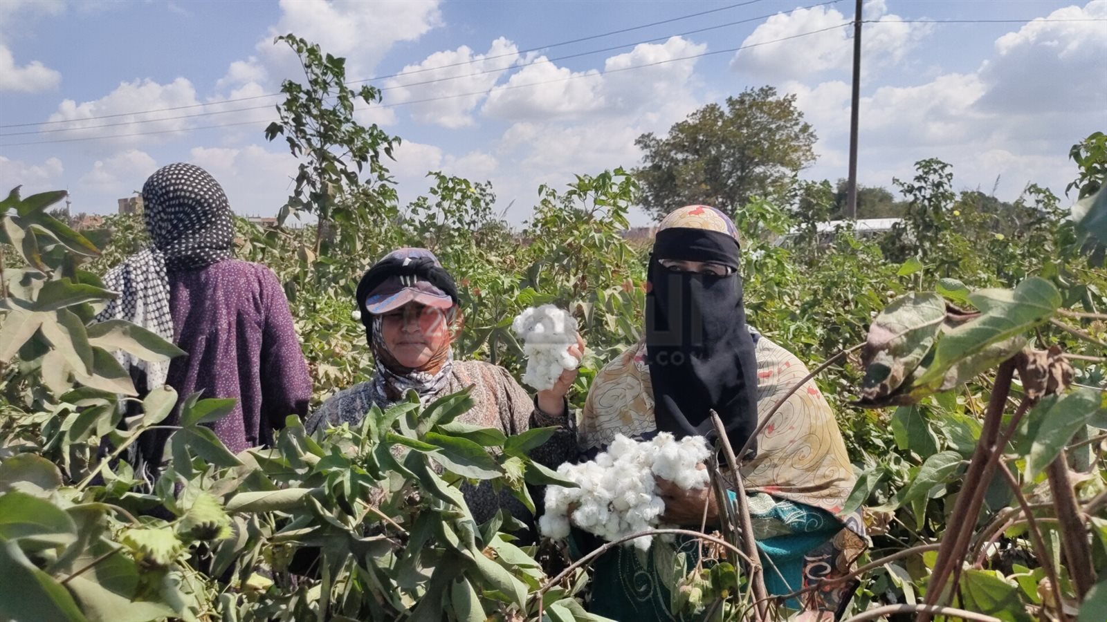 موسم جني القطن بالشرقية 05