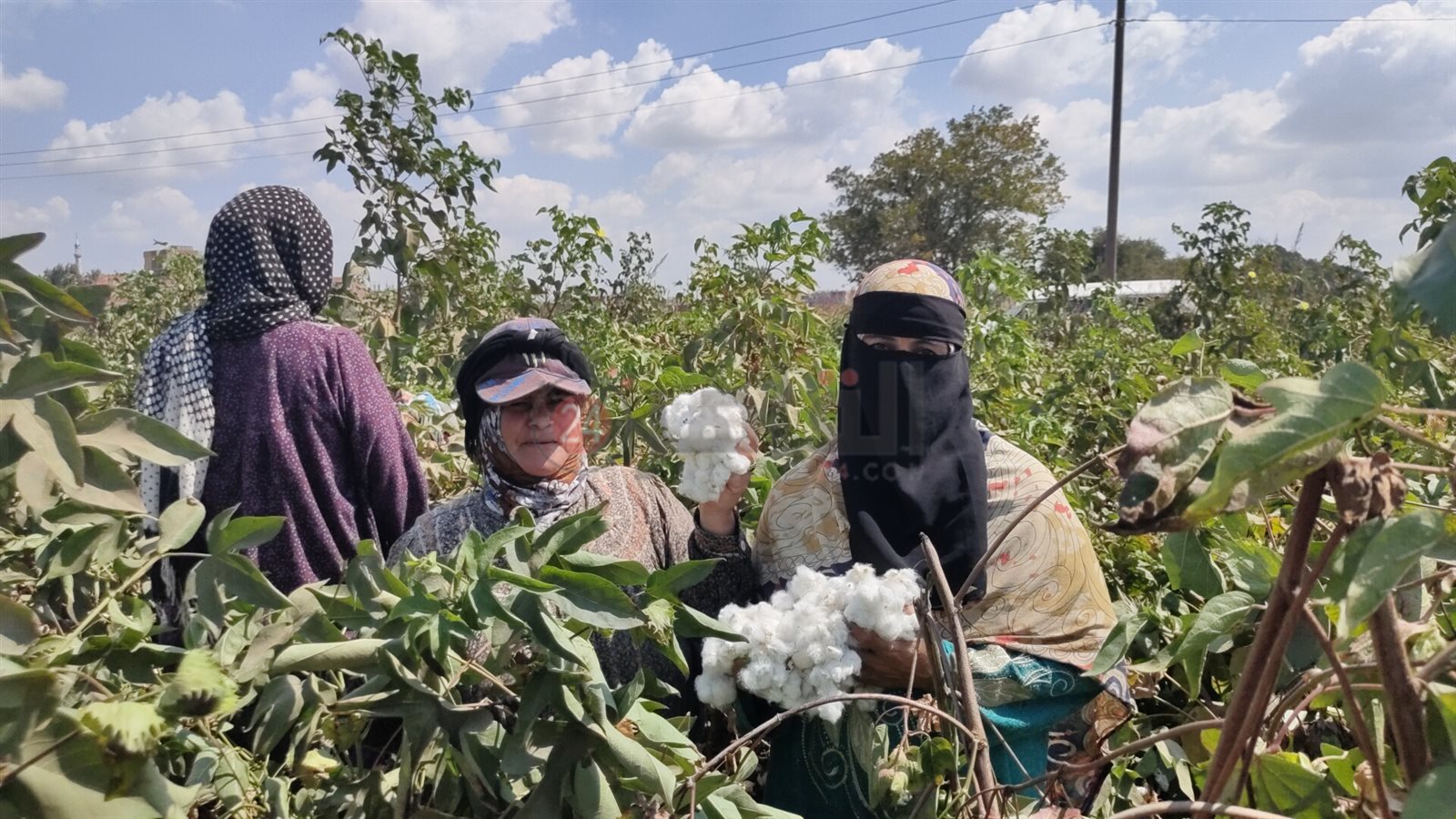 موسم جني القطن بالشرقية 06