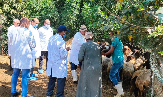 حملة لتحصين الأغنام ضد مرض الطاعون بالشرقية 01