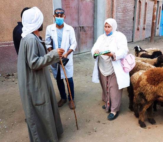 حملة لتحصين الأغنام ضد مرض الطاعون بالشرقية 02