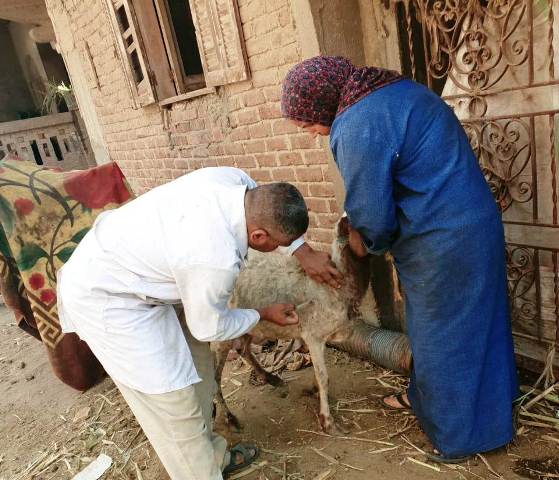 حملة لتحصين الأغنام ضد مرض الطاعون بالشرقية 03