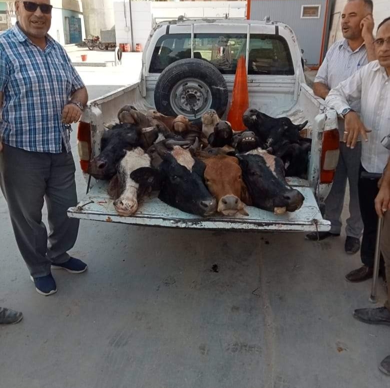 ضبط ماشية مذبوحة خارج المجازر الحكومية في الفيوم