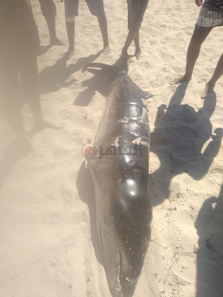 الدولفين النافق