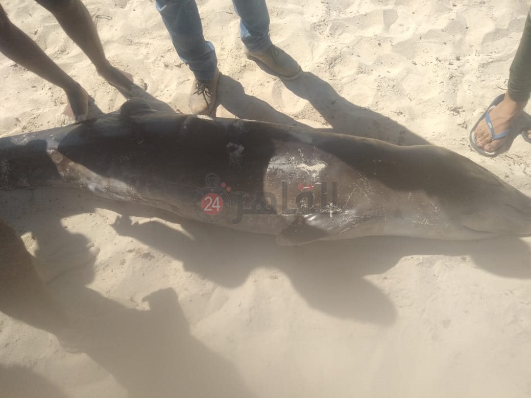 الدولفين النافق