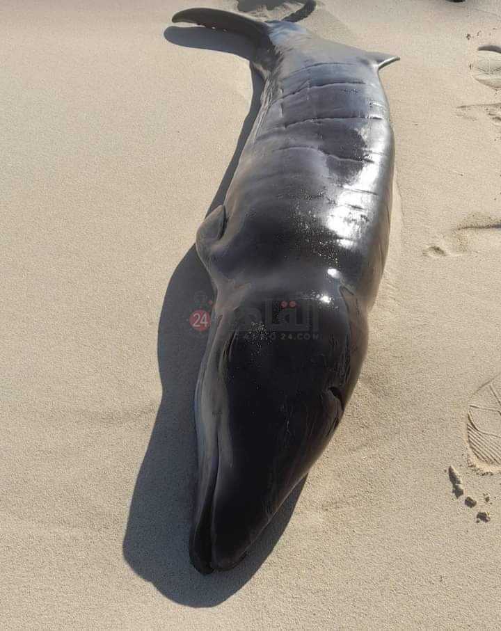 الدولفين النافق