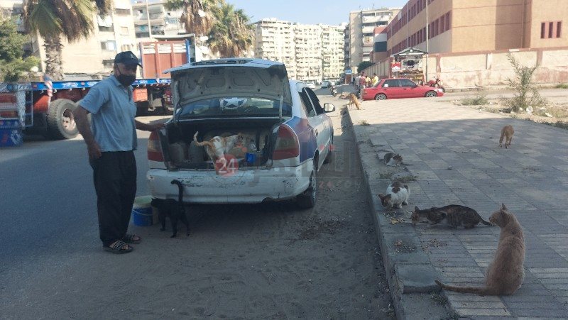 سائق تاكسي يهب حياته لإطعام القطط 