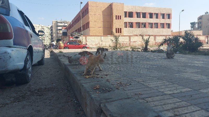 تجمع القطط حول عم أحمد 