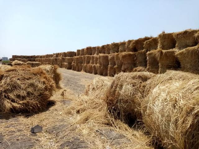 كبس قش الأرز بموسم حصاد المحصول بالشرقية 04