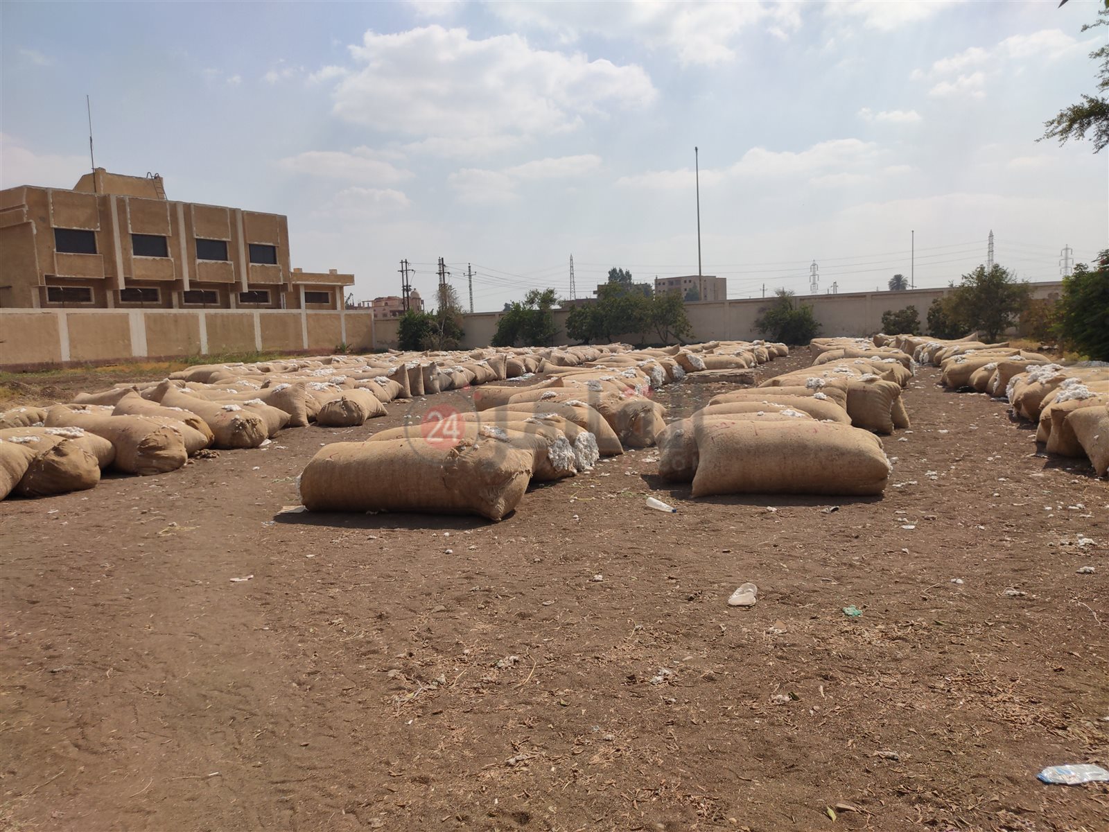 محصول القطن المعروض في المزاد 05