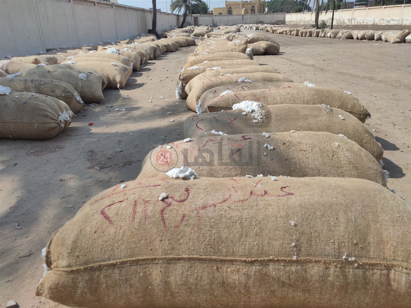 محصول القطن المعروض في المزاد 03