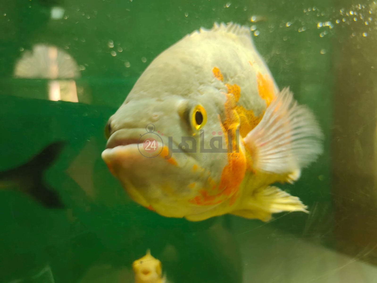 حديقة الأسماك