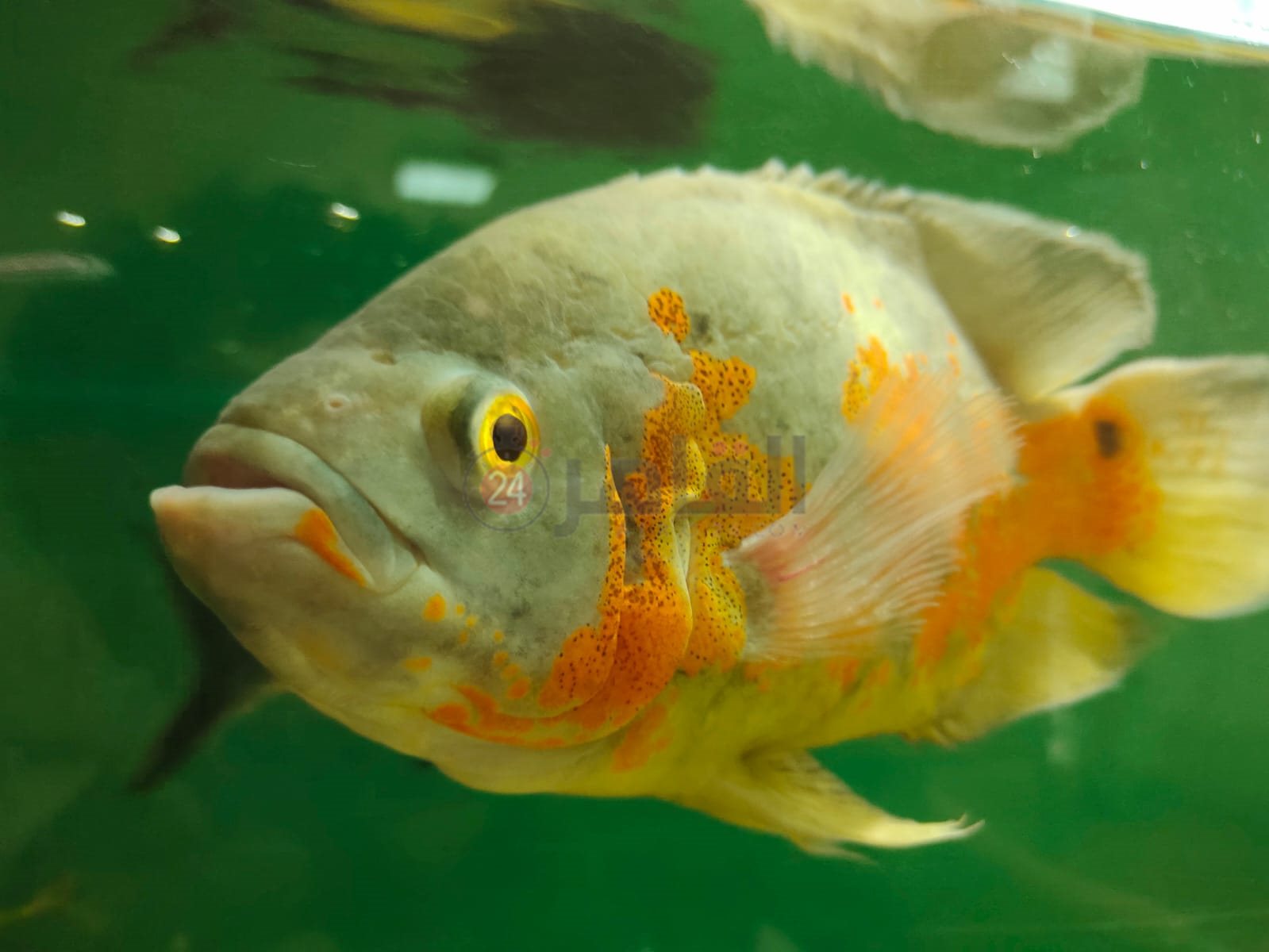 حديقة الأسماك