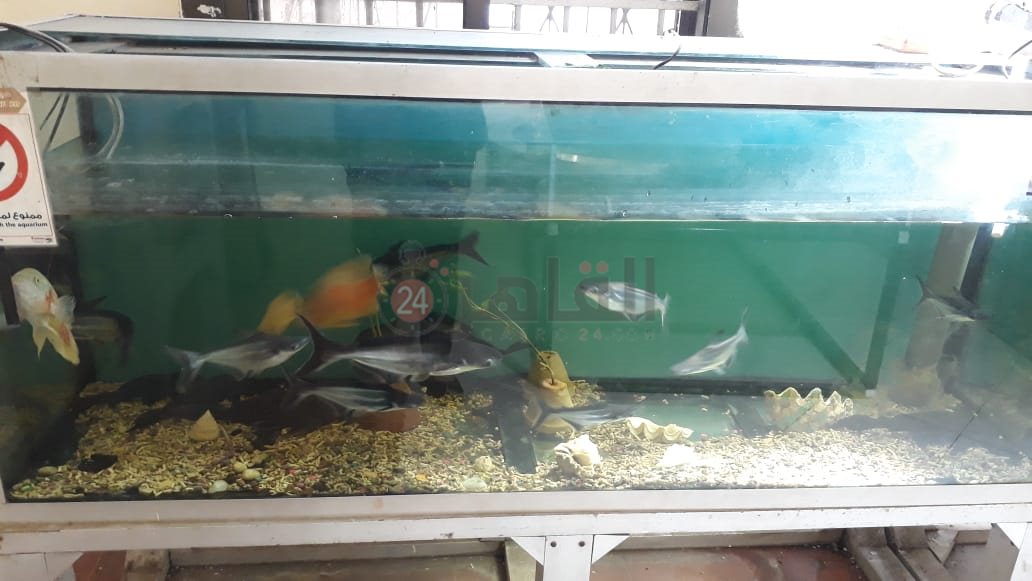 حديقة الأسماك