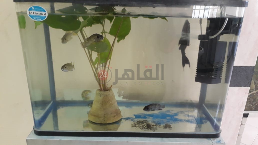 حديقة الأسماك