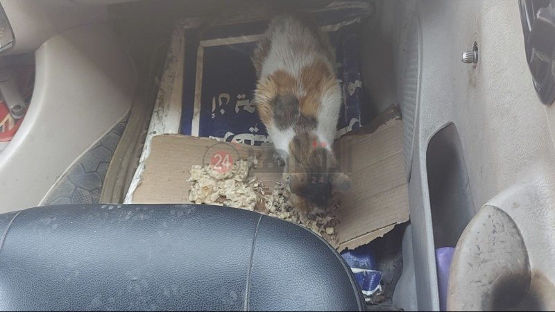 قطط تتناول الطعام داخل سيارة عم أحمد 