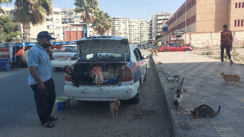 سائق تاكسي يطعم القطط بشوارع بورسعيد