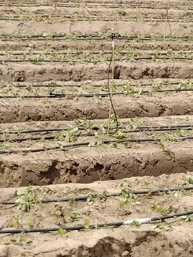 مشاكل مزارعي الفراولة