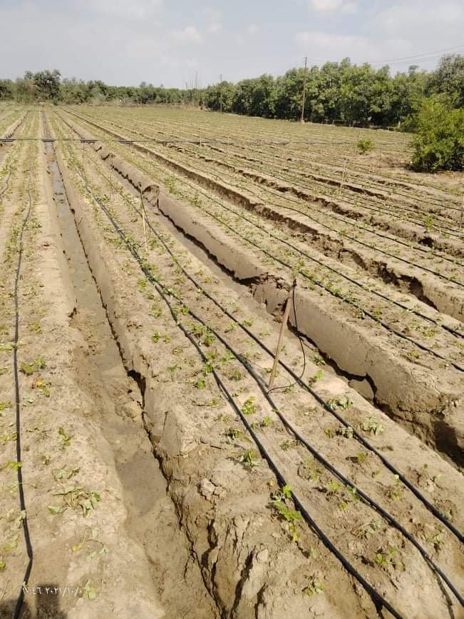 مشاكل مزارعي الفراولة