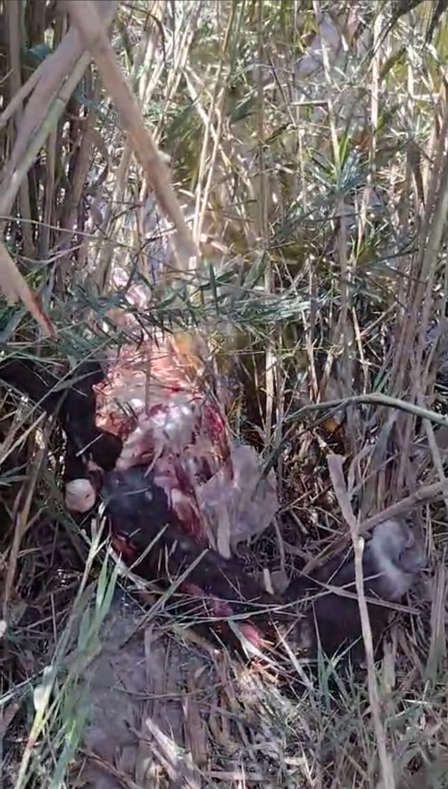 العثور على حمار مذبوح وسط الزراعات بالشرقية 