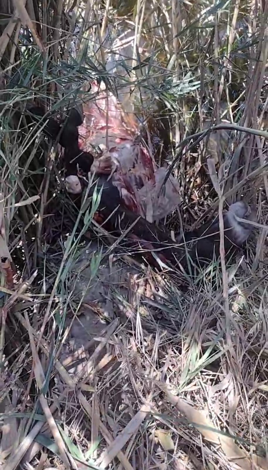 العثور على حمار مذبوح وسط الزراعات بالشرقية