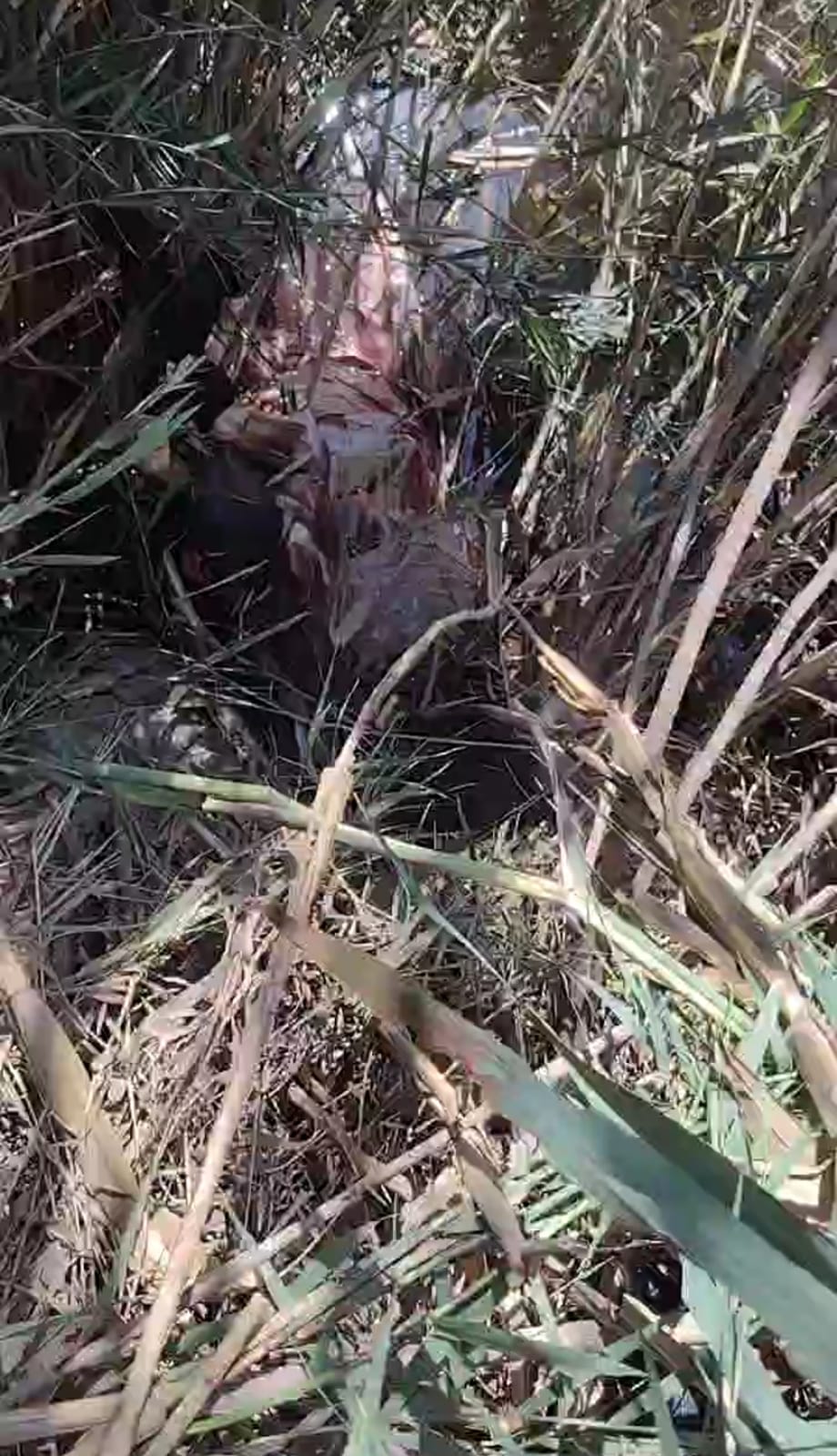 العثور على حمار مذبوح وسط الزراعات بالشرقية