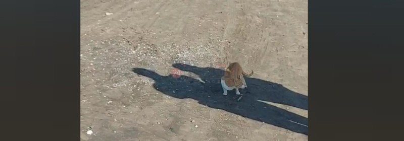 القطط تأكل الأسماك الطازجة