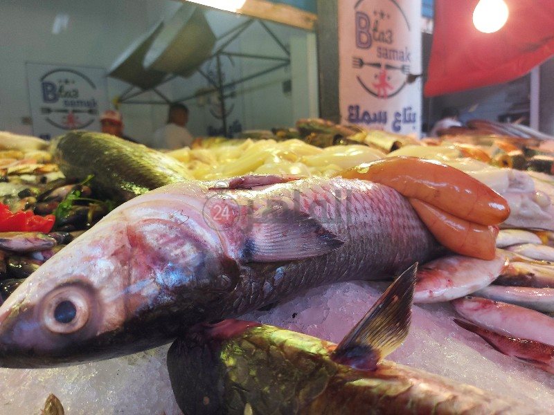 موسم البطارخ _copy_800x600