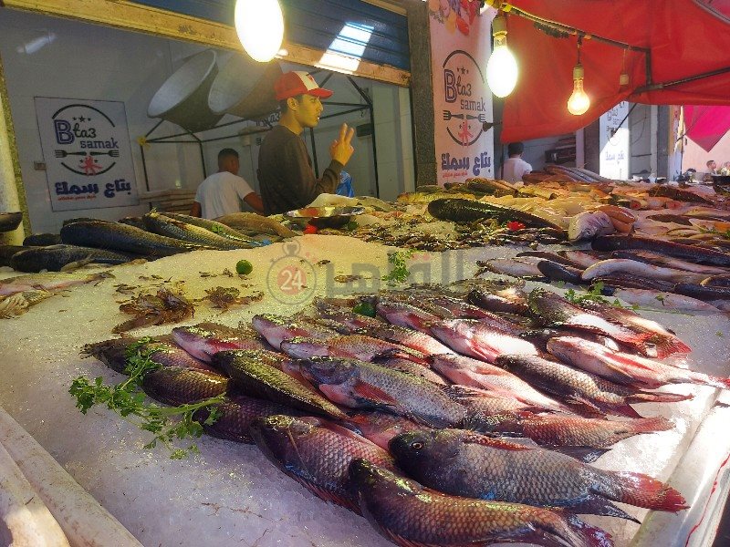 تنوع الأسماك ببورسعيد _copy_800x600