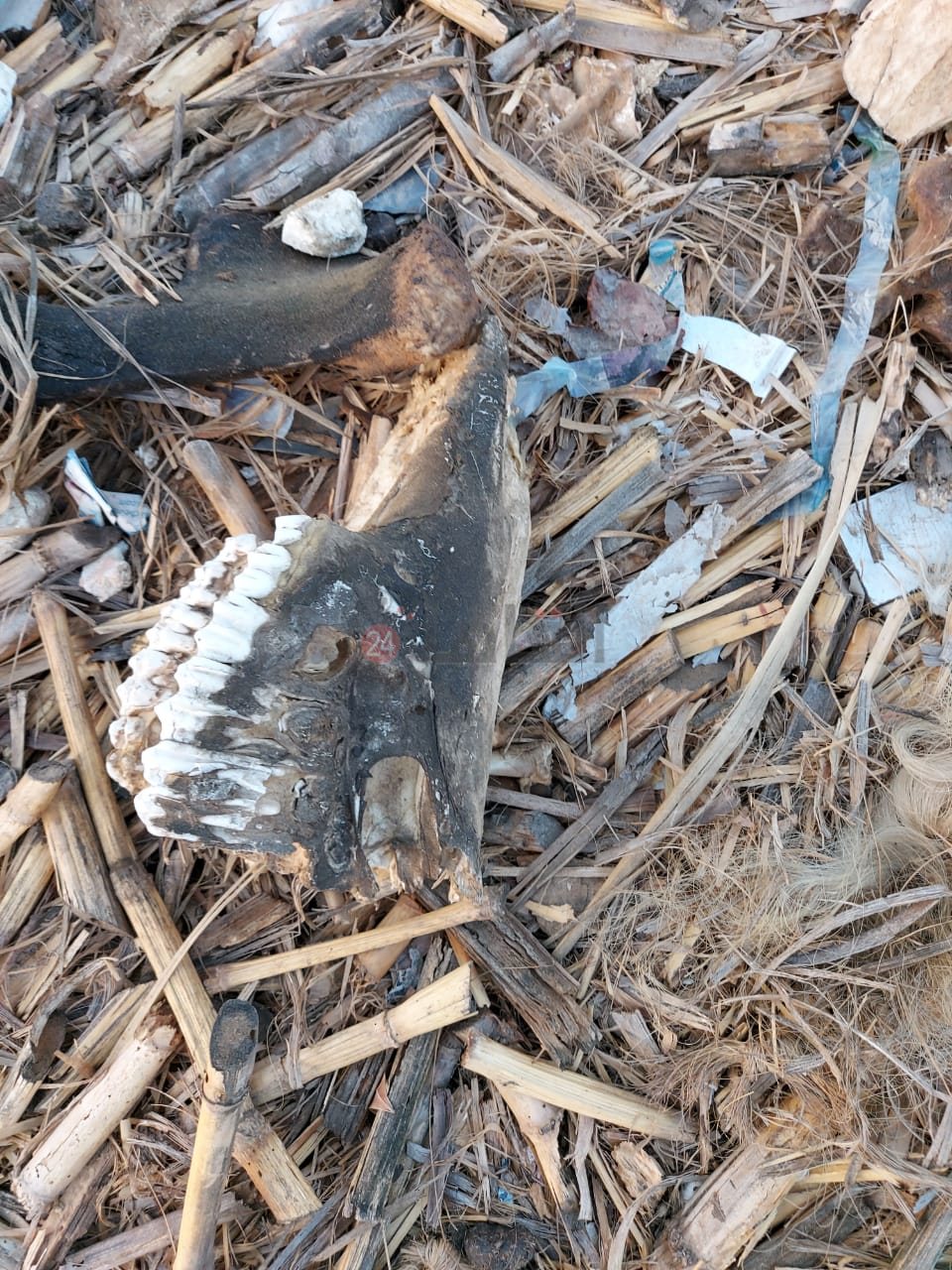 العثور على أجزاء من حمار في القمامة بالعاشر من رمضان 01