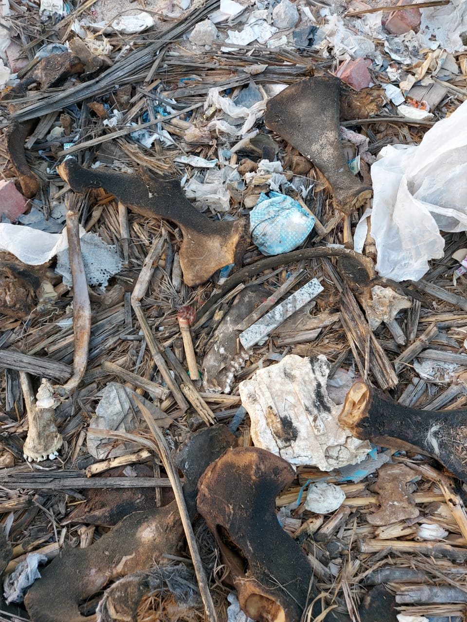 العثور على أجزاء من حمار في القمامة بالعاشر من رمضان 02