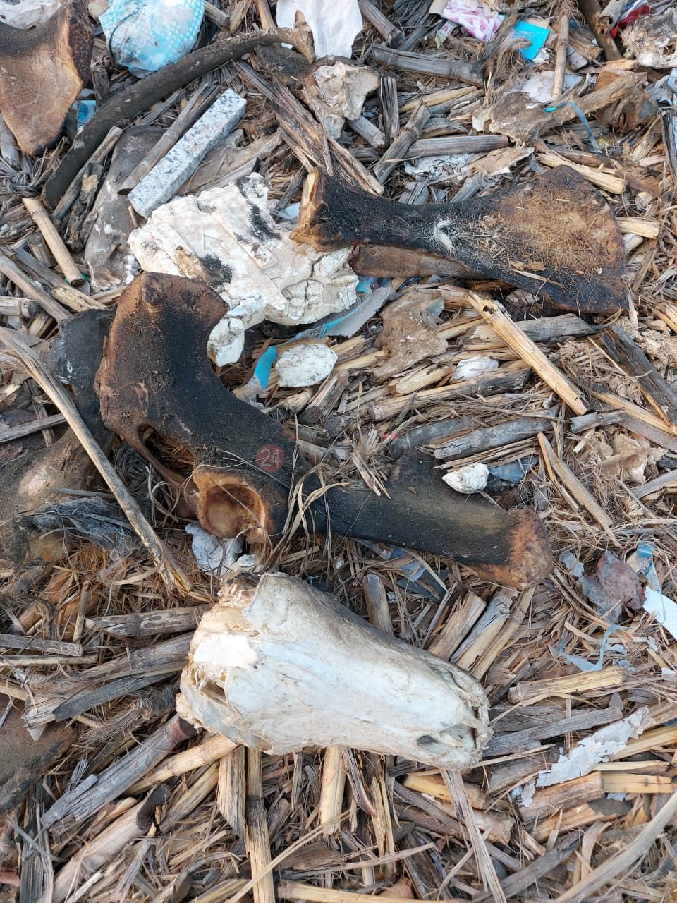 العثور على أجزاء من حمار في القمامة بالعاشر من رمضان 04