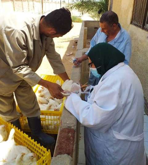 حملة لـ تحصين الطيور بالشرقية ضد الأنفلونزا