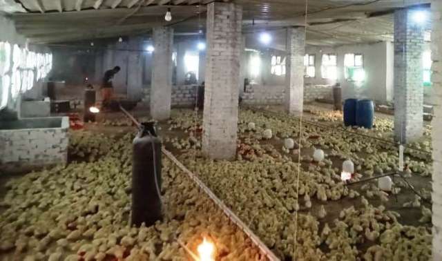 حملة لـ تحصين الطيور بالشرقية ضد الأنفلونزا