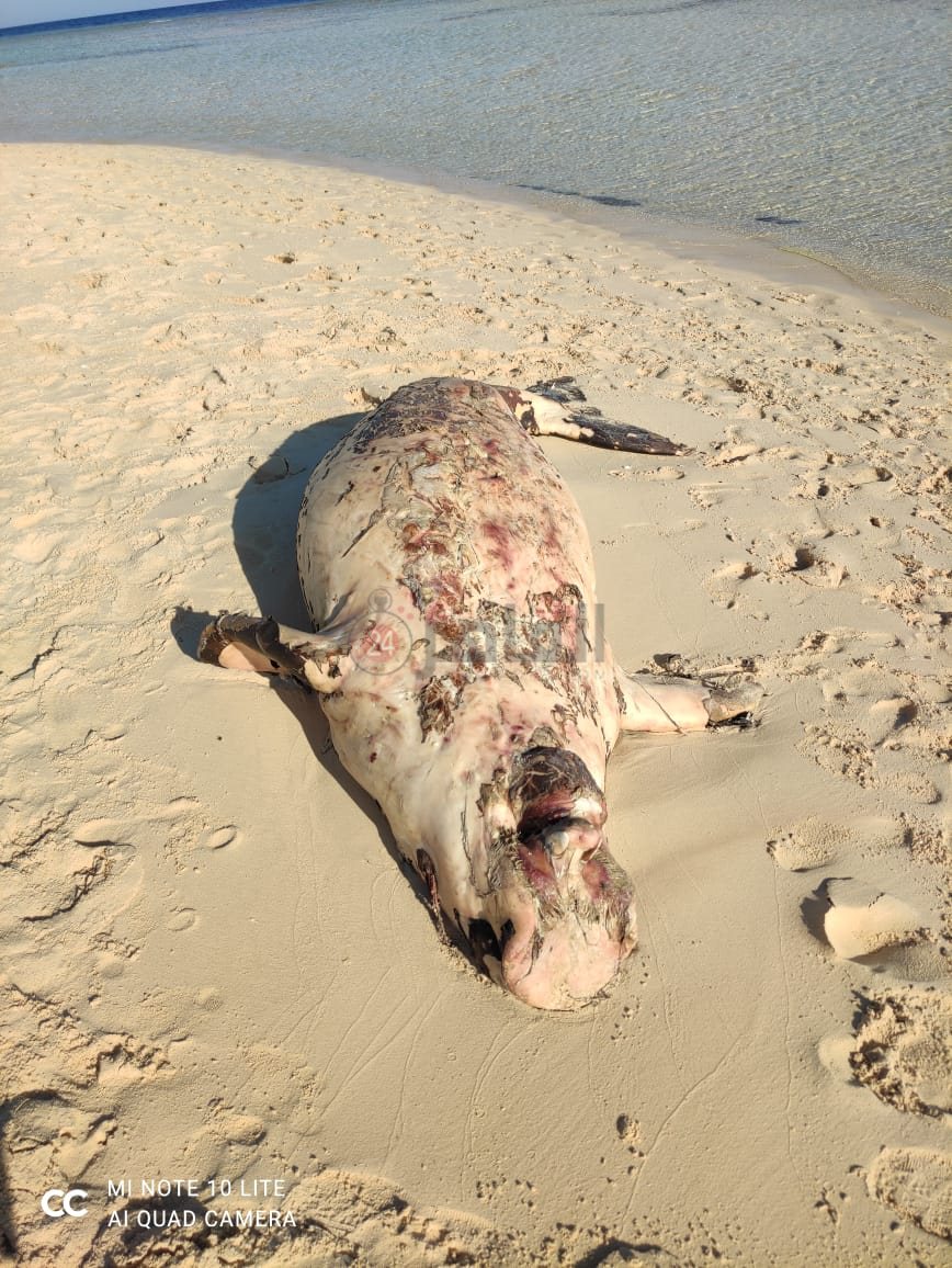 أول صور لعروس البحر الأحمر النافقة 