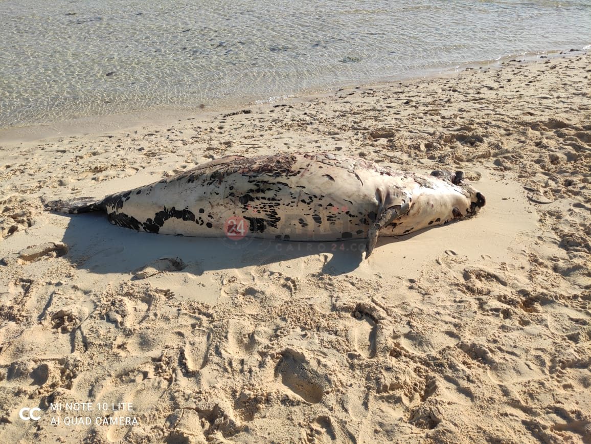 أول صور لعروس البحر الأحمر النافقة 