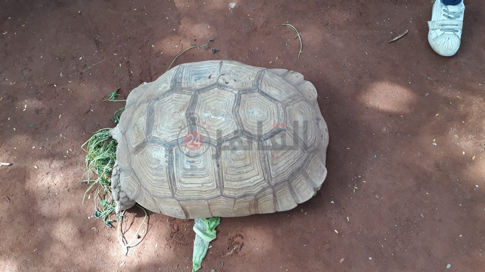 حديقة الحيوان